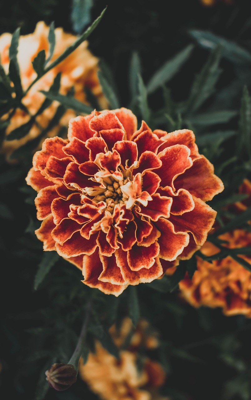 g74454956b56d77f058d7bd485474aa320e934070c0af28c6d35b4dedfc7da927a198ecf85b17e67187e5cb5f2b817214ed763cb69d35b91ad5f8e8af8d32d8f5 1280 4571465