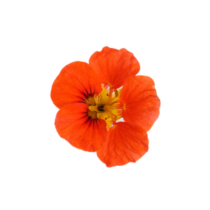 import placeholder for 1066